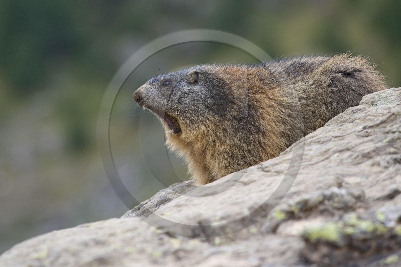 Marmotte des Alpes ( Marmota marmota )