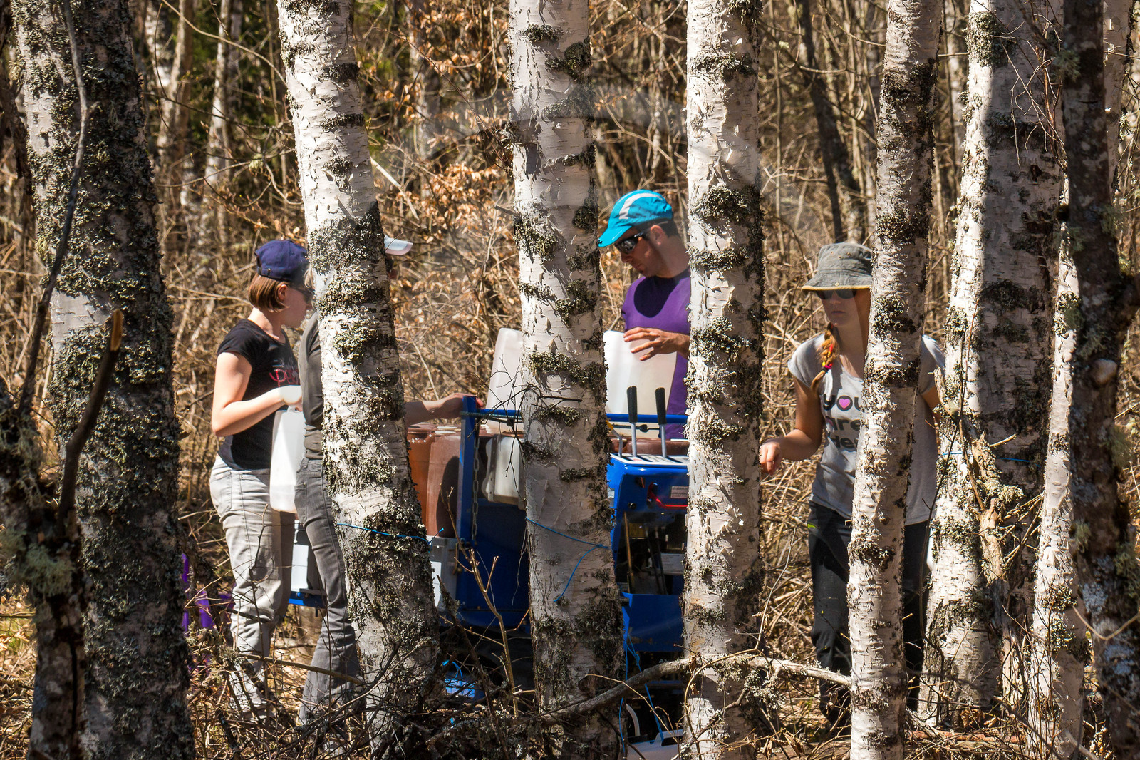 Récolte de sève de bouleau