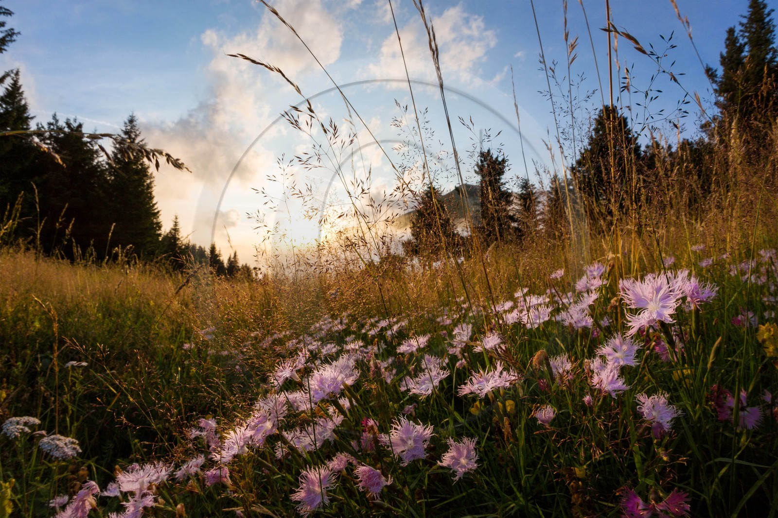 vallon de La Jarjatte, Col de Priau, oeillet de Montpellier (dianthus hyssopifolius)