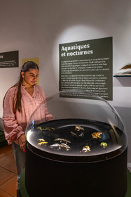 Musée Muséum départemental des Hautes-Alpes, Exposition Nuit