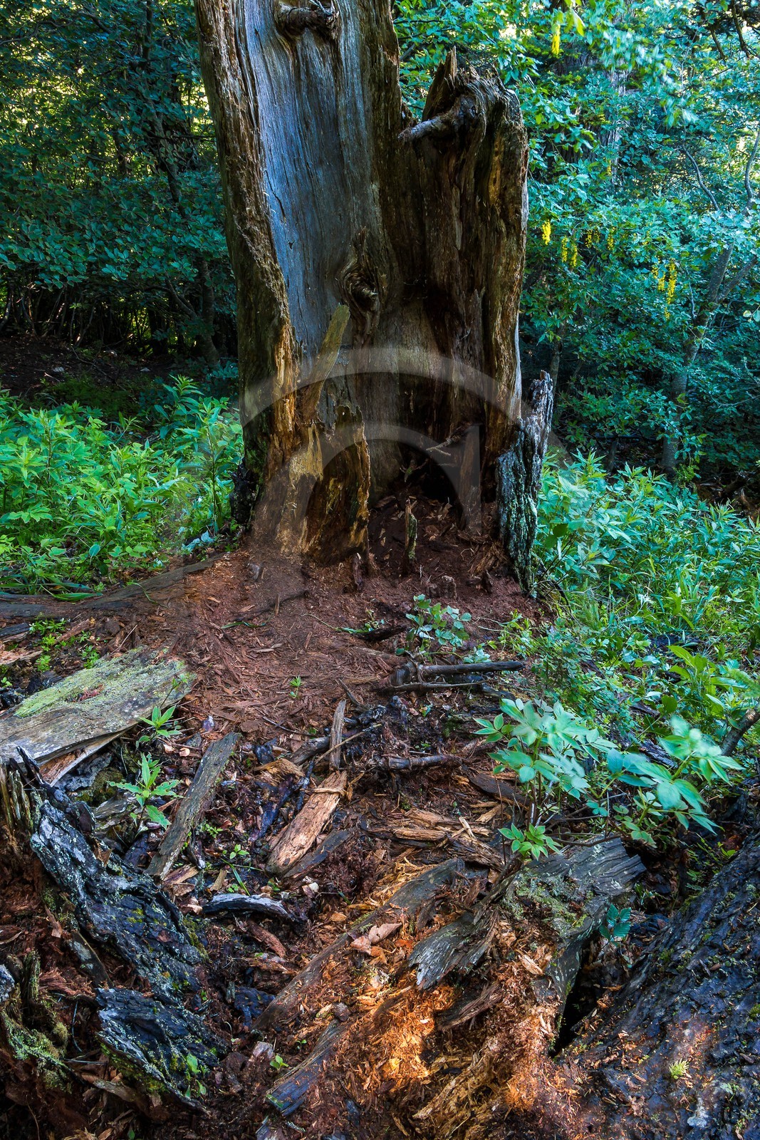 Bois du Chapitre, forêt domaniale de Gap-Chaudun