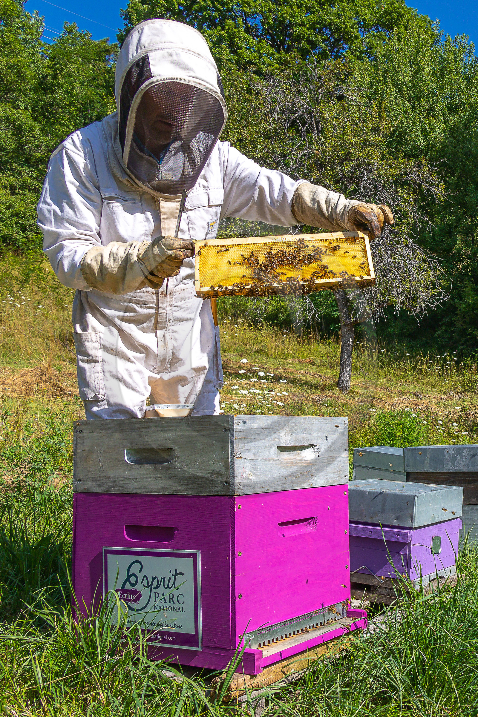 Jean-Jacques Daubert - Apiculteur