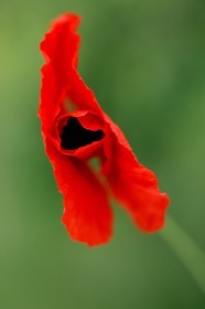 Coquelicot, Papaver rhoeas
