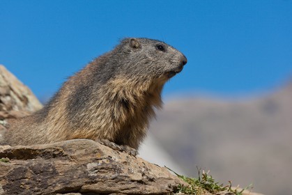 Marmotte des Alpes (Marmota marmota)