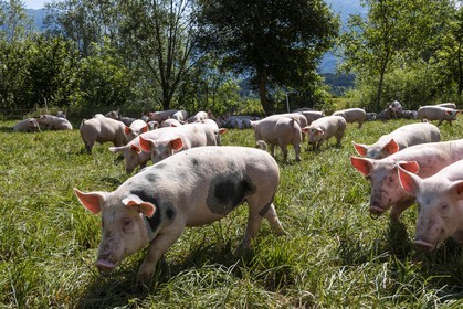 Vallée du Champsaur, Ferme des Coupaïrou, Guillaume Barban