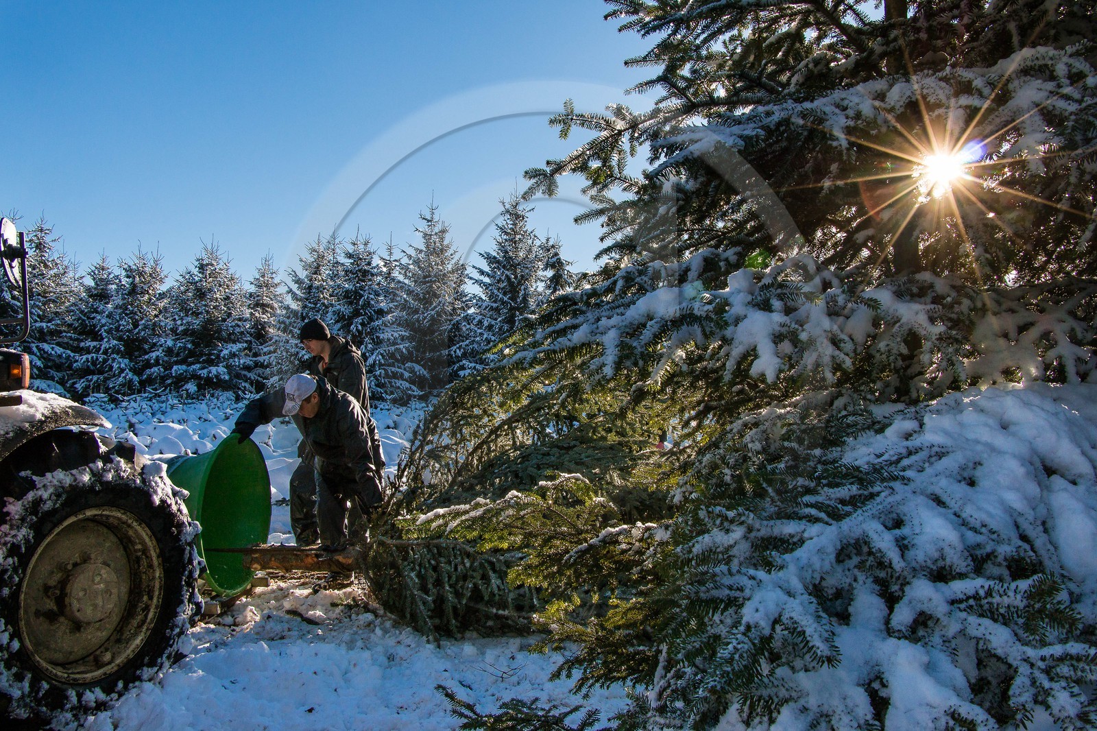 Pépinière Robin, producteur de sapin de Noël