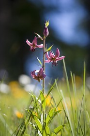 Lis martagon, Lilium martagon