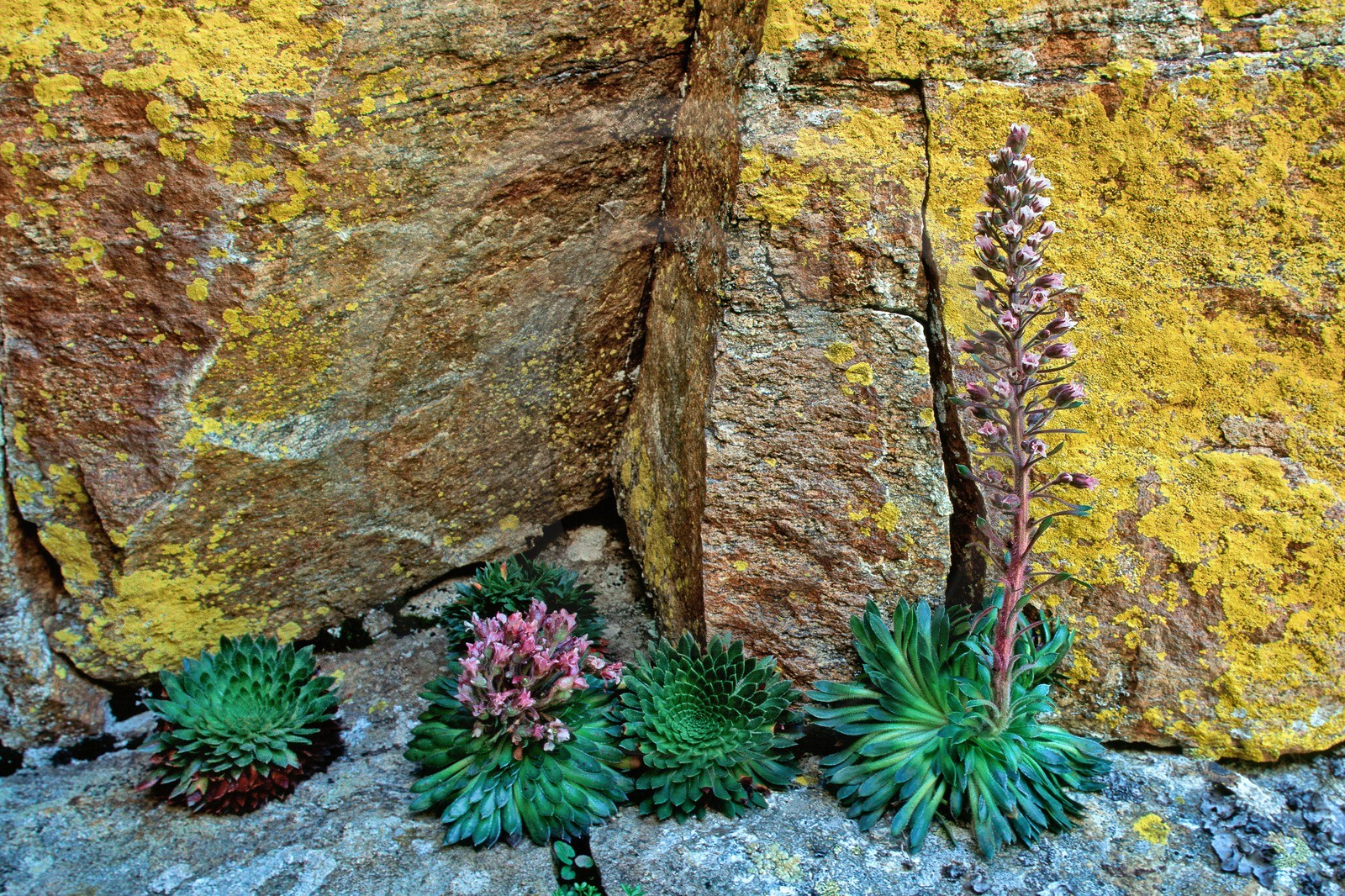 Saxifrage à nombreuses fleurs, Saxifraga florulenta