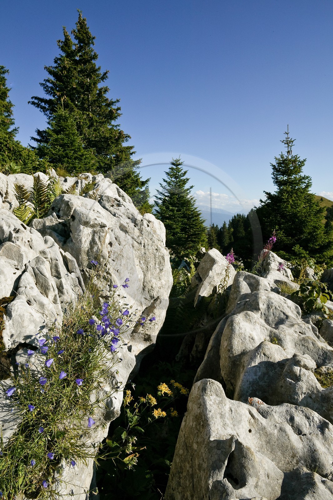 Espace naturel sensible de l'Isère, Col du Coq, Campanules dans Lapiaz