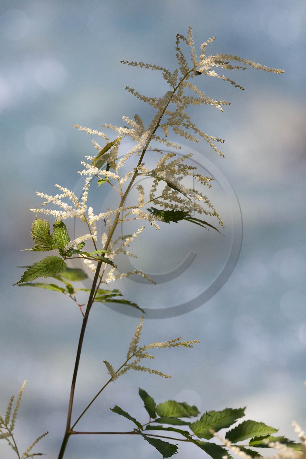 Barbe de bouc, Aruncus dioicus