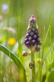 Muscari Sp