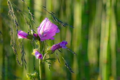 Les jardins de l'eau du Pré Curieux