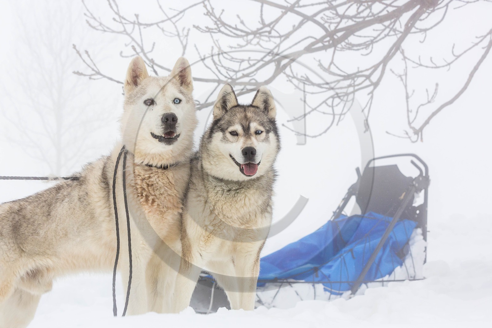 Pays de Serre-Ponçon, Réallon, EdenGaia, chiens de traineau