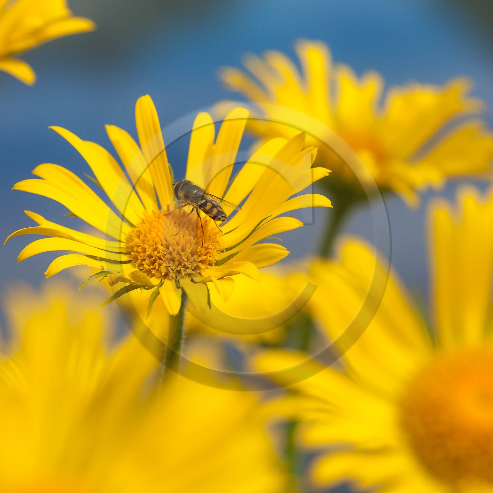 Doronic à grandes fleurs, Doronicum grandiflorum