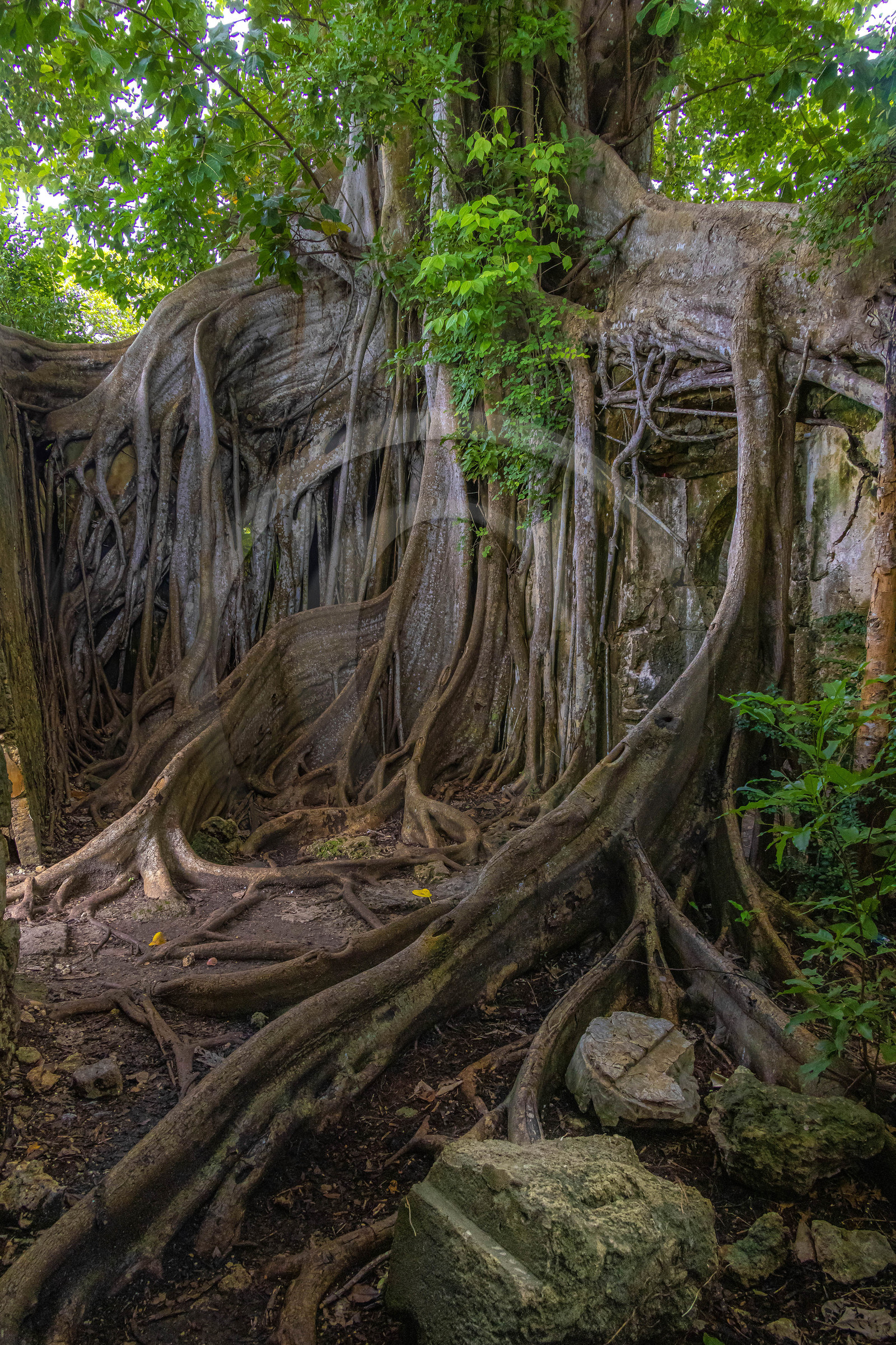 Guadeloupe, ancienne prison et le Figuier Maudit
