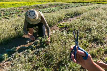 Bruno Gonnon, cultivateur de génépi bio