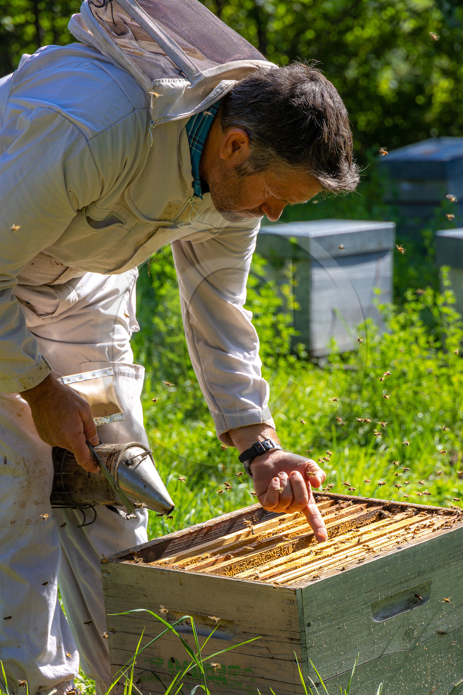 Jean-Jacques Daubert - Apiculteur
