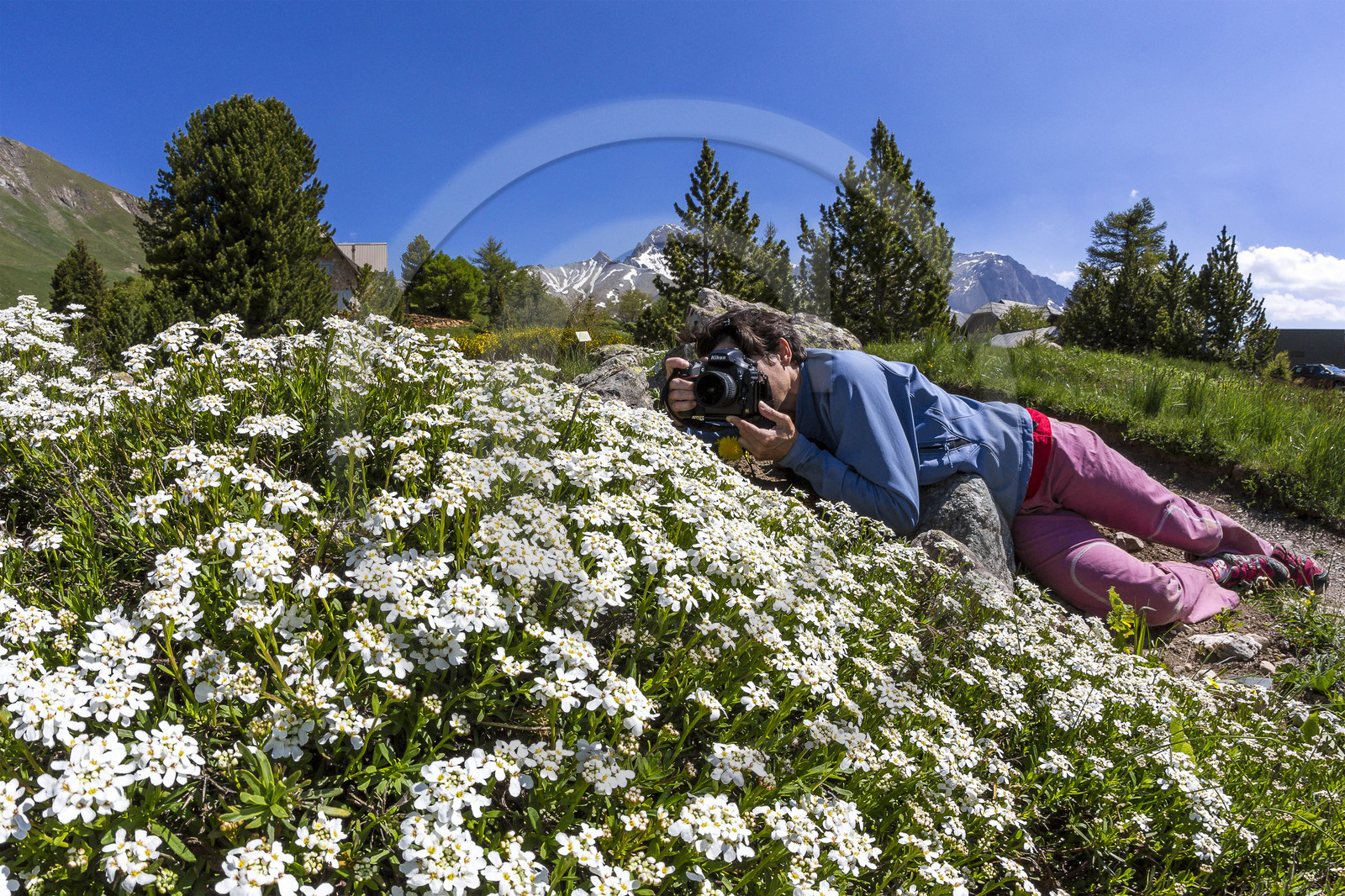 Jardin Botanique Alpin du Lautaret