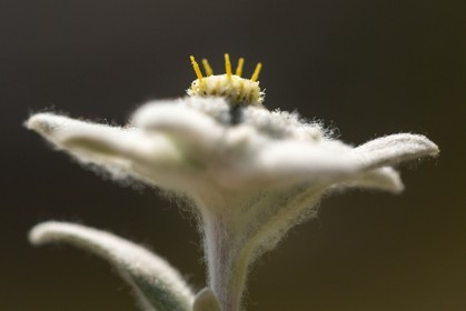 Edelweiss, Leontopodium alpinum