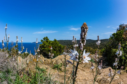 Parc national de Port-Cros, asphodèles
