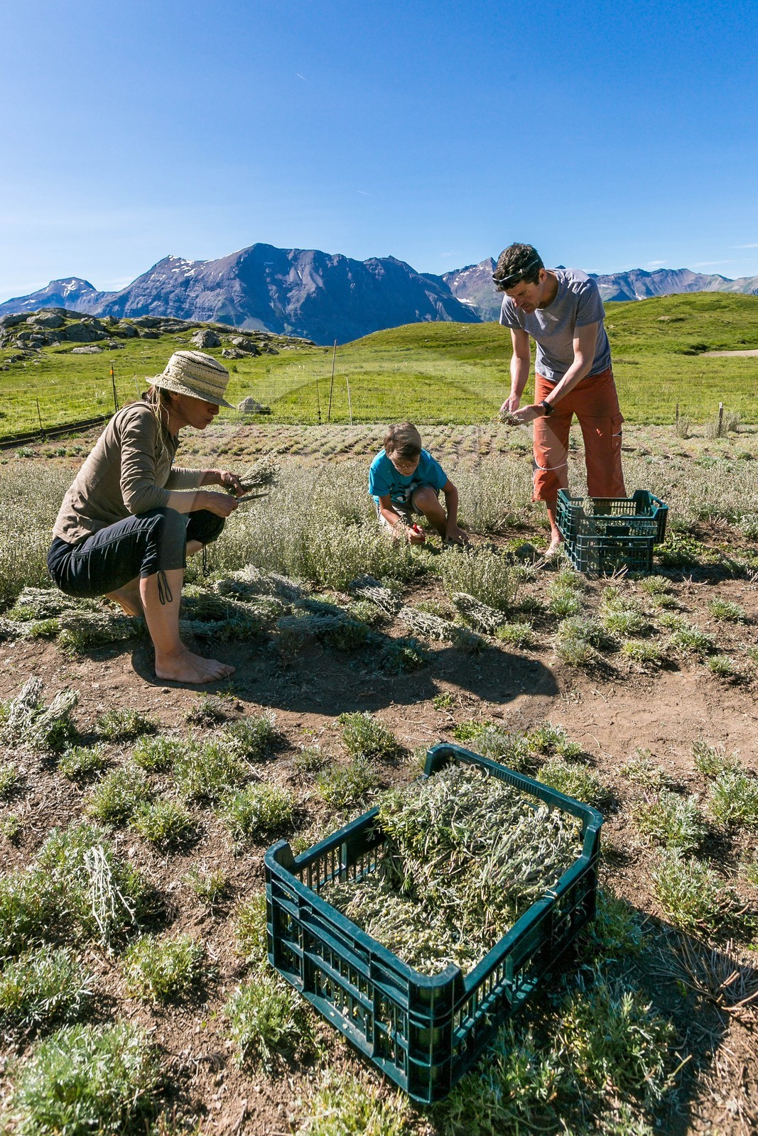 Orcières 1850, Bruno Gonnon agriculteur bio de génépi