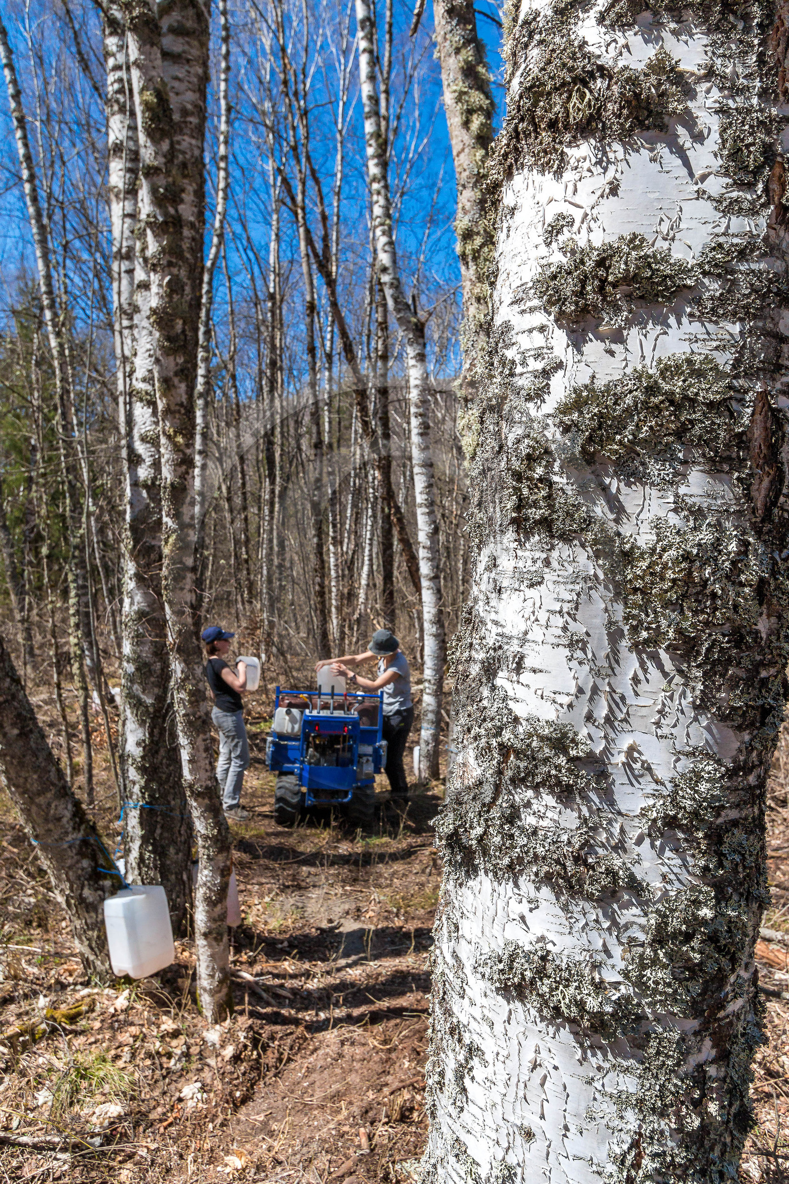 Récolte de sève de bouleau
