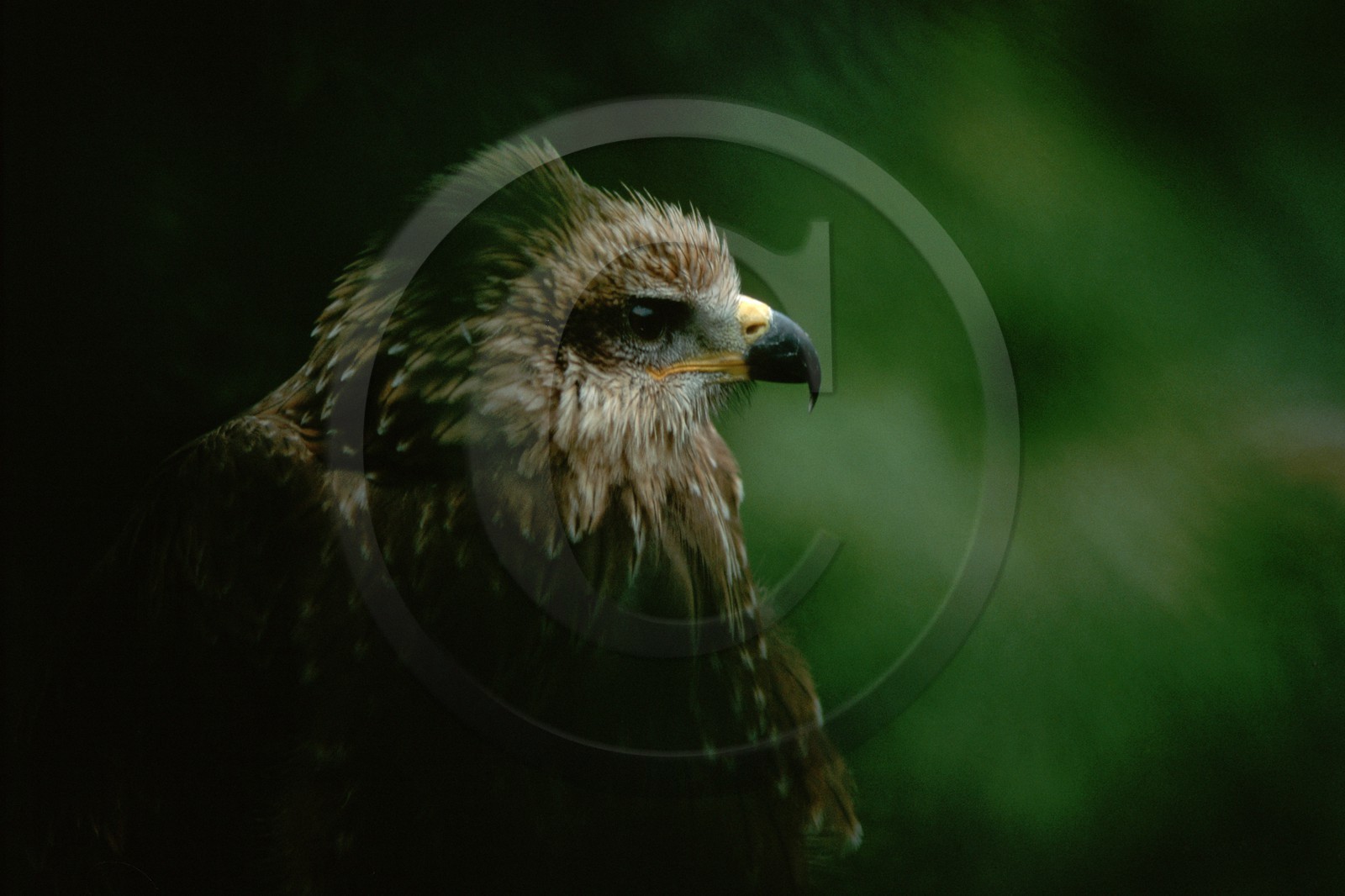 oiseau, Aigle Royal, Aquila chrysaetos