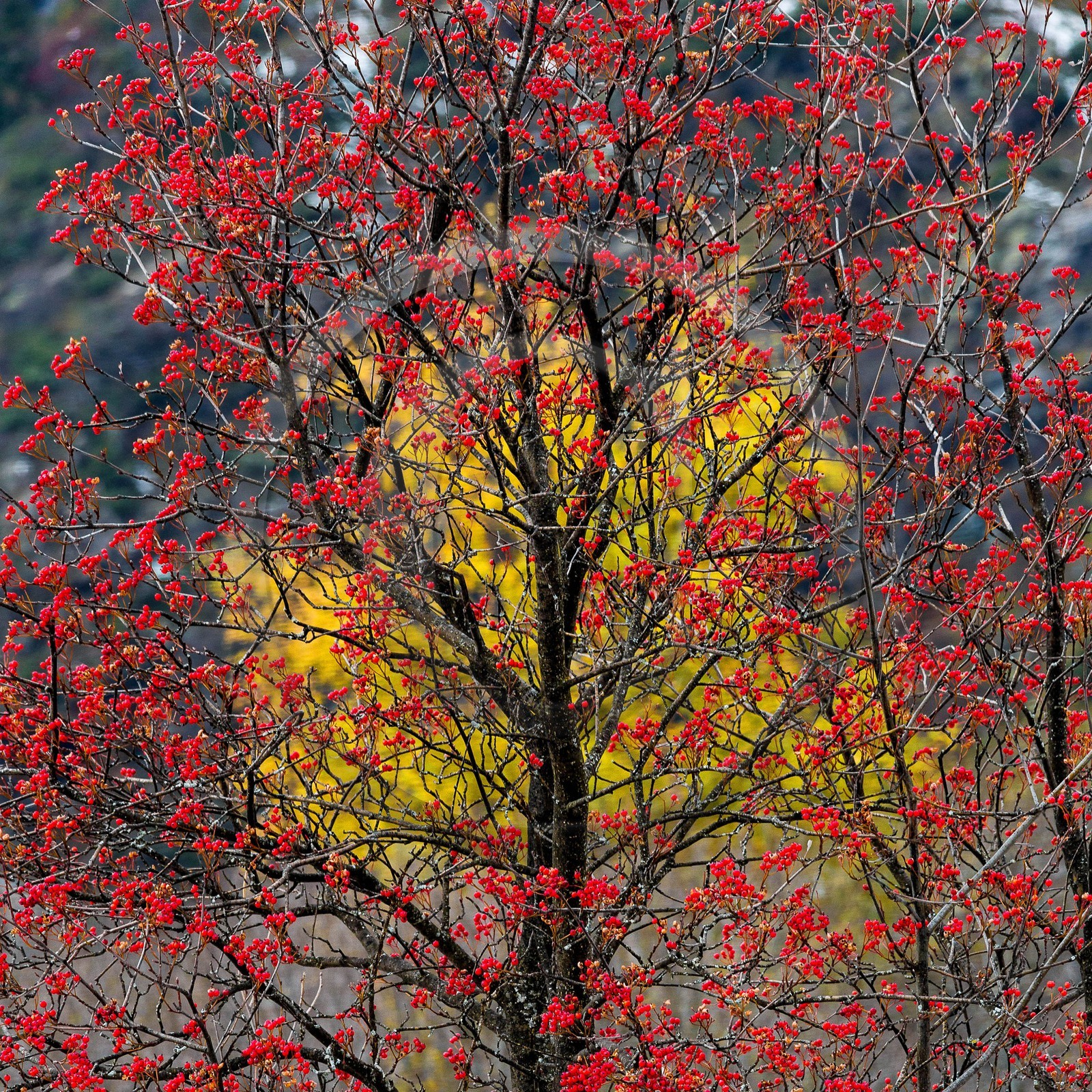 Col d'Ornon, sorbier des oiseleurs (Sorbus aucuparia L.)