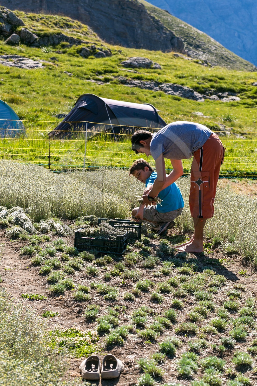 Orcières 1850, Bruno Gonnon agriculteur bio de génépi