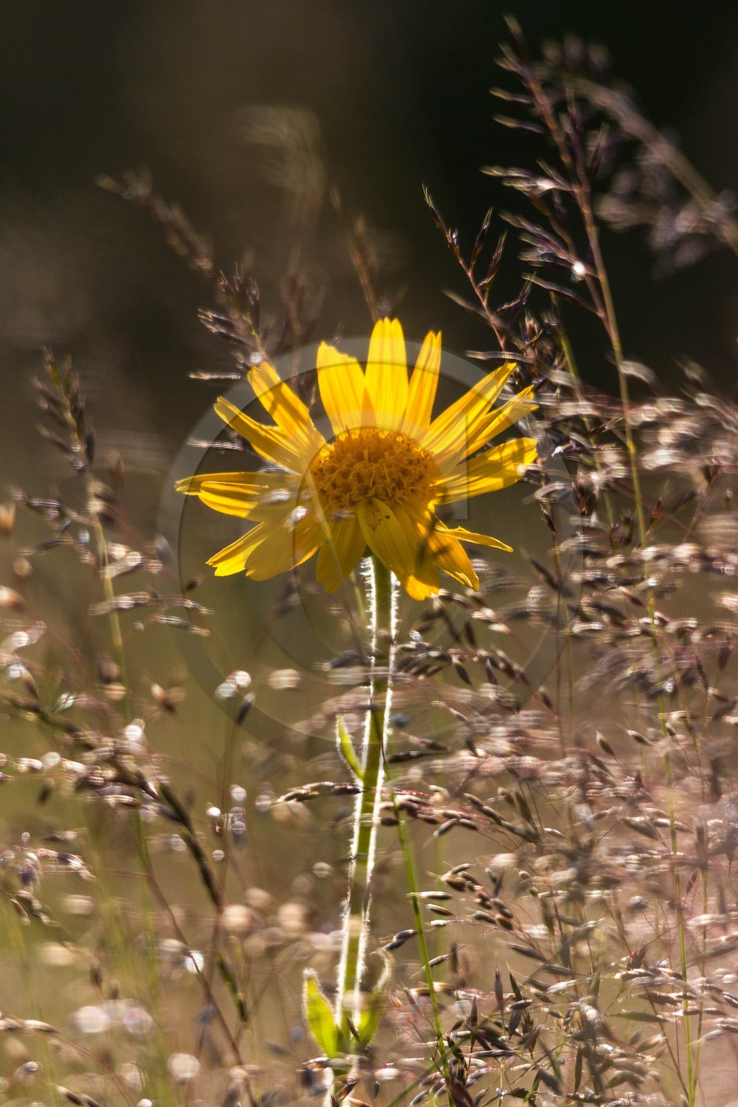 Arnica des montagnes, Arnica montana