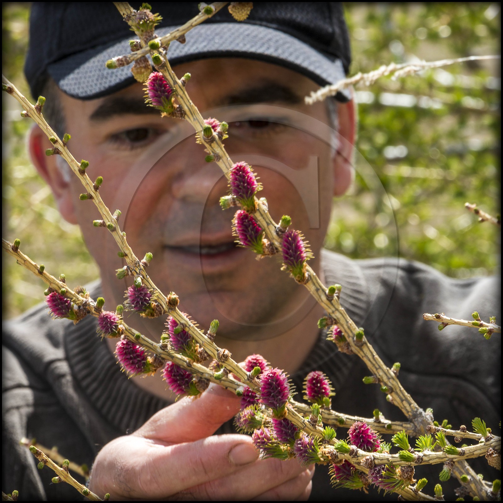 cueillette des fleurs de mélèze