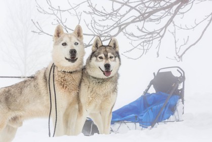 Pays de Serre-Ponçon, Réallon, EdenGaia, chiens de traineau