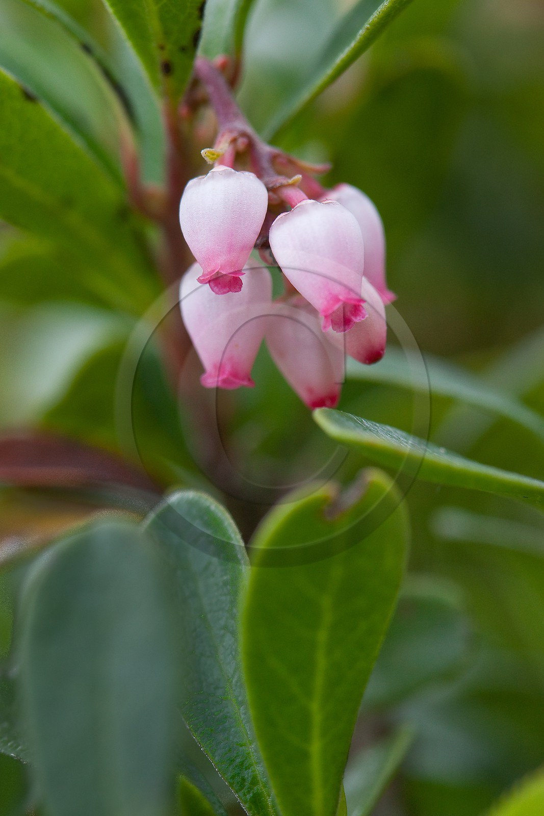 Raisin d’ours, Busserolle, Arctostaphylos uva-ursi