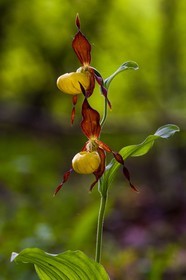 Sabot de Vénus, Cypripedium calceolus