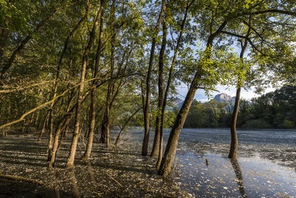 ENS de l'Isère, bois de la Bâtie