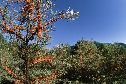 Argousier