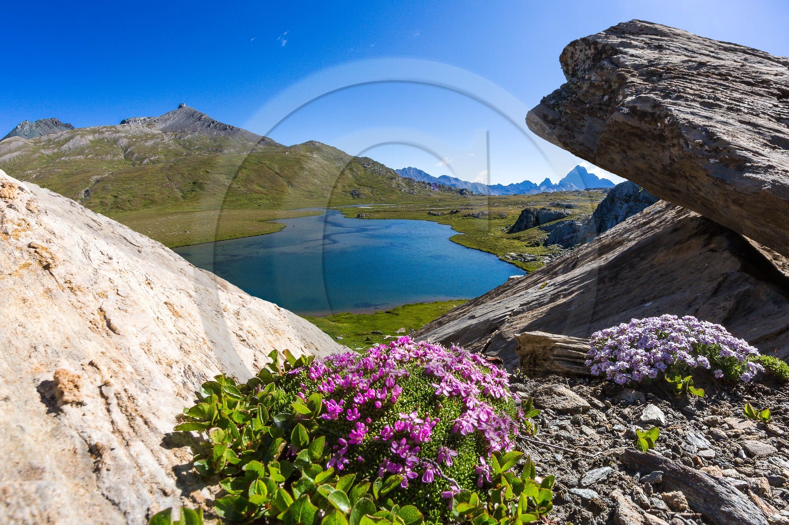 col du Longet, Lac du Longet, silène acaule (Silene acaulis) et
