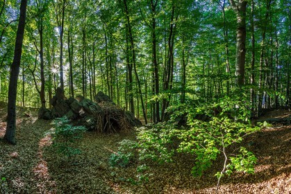 Alpes de Haute-Provence, hêtraie de Pontis