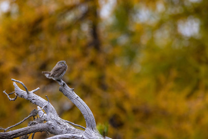 Chevêchette d'Europe, Glaucidium passerinum