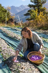 Carole Prost cultive du safran qui ensoleille ses créations