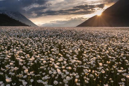 Parc national des Ecrins, Col du Lautaret,, Renoncule de Küpfer, Ranunculus kuepferi