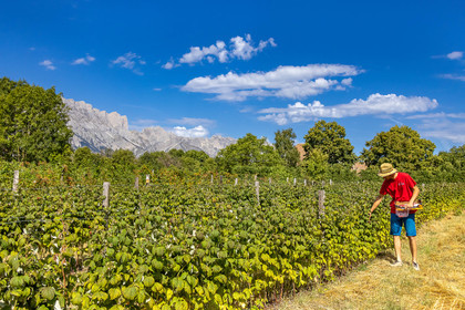 Ecrins de fruits, producteur de fruits rouges