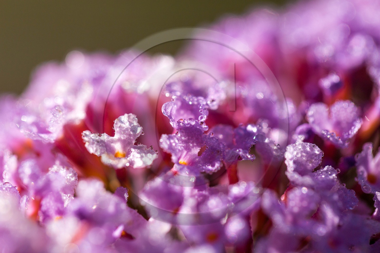 ENS de l'Isère, espace alluvial de la Rolande