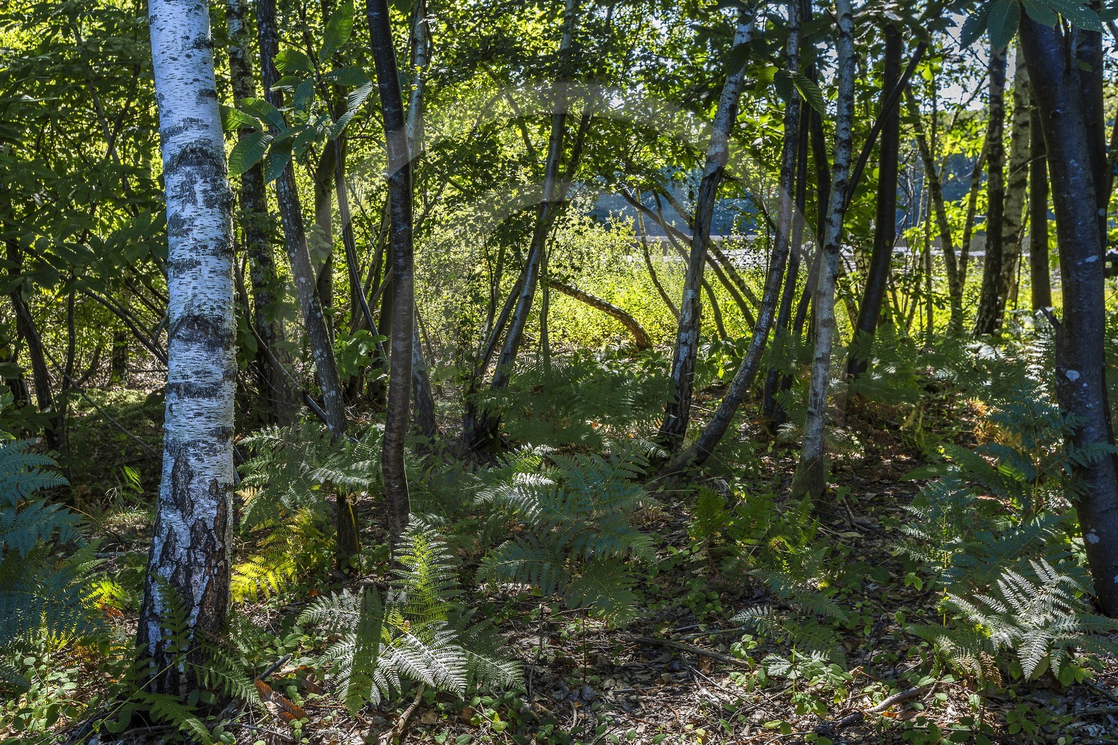 ENS de l'Isère, Etang des Béroudières