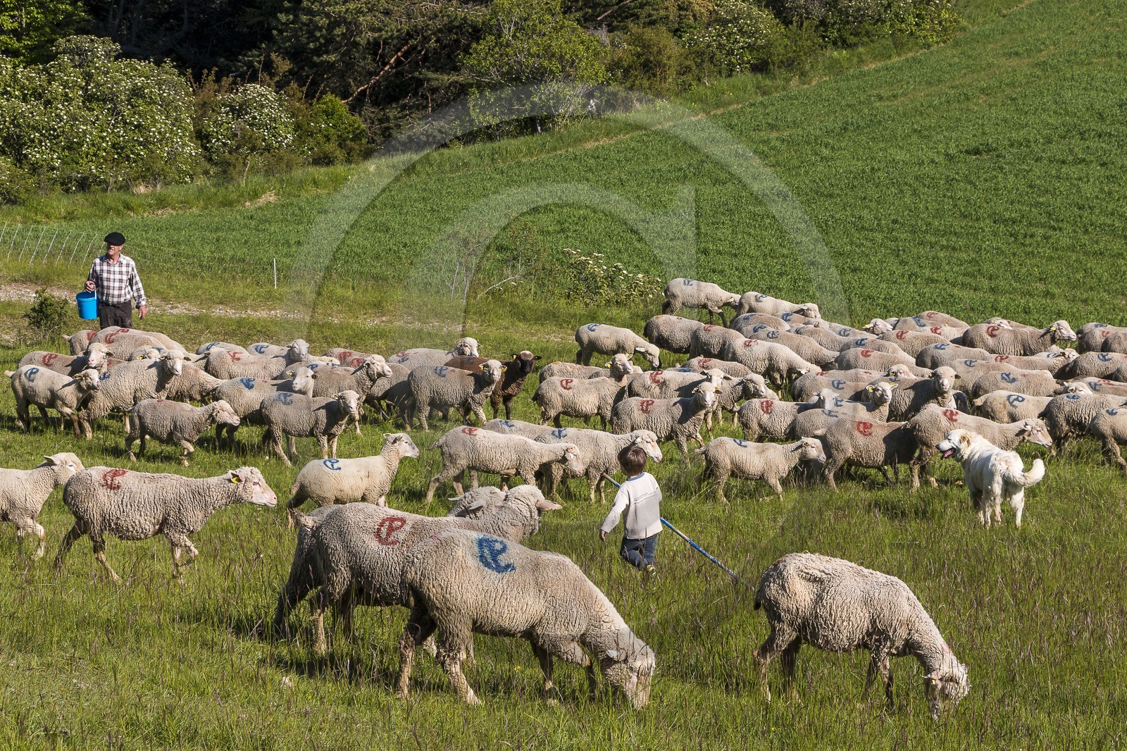 Ferme des Sonnailles, famille Pellissier