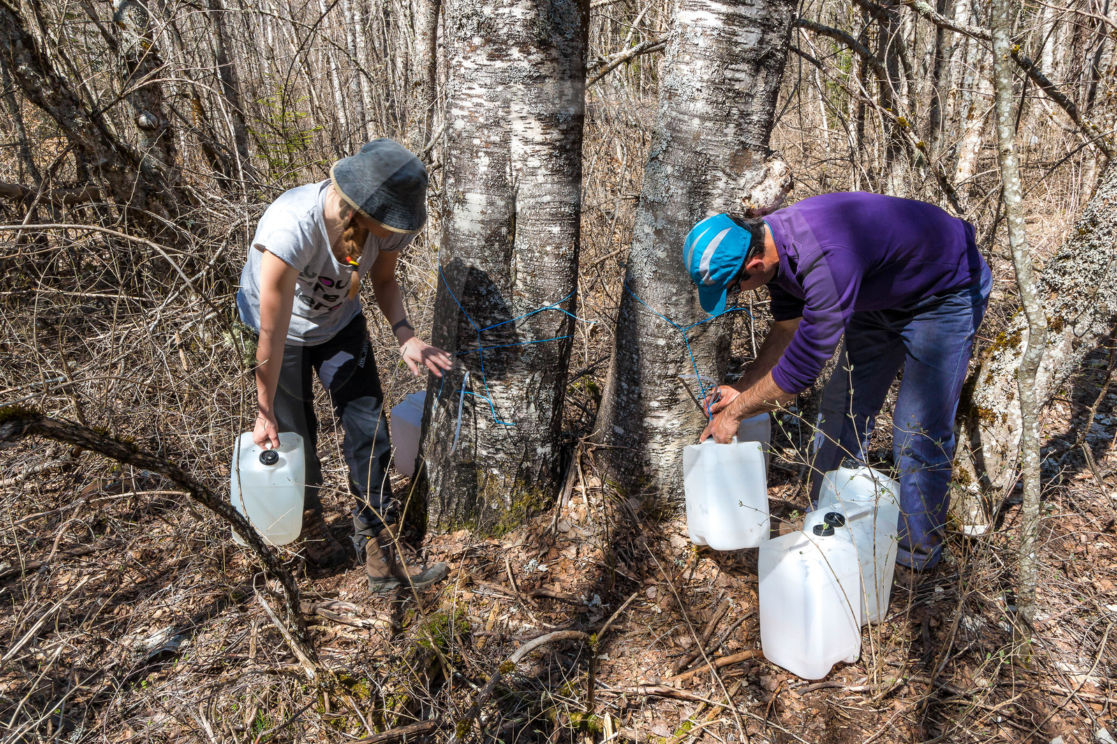 Récolte de sève de bouleau
