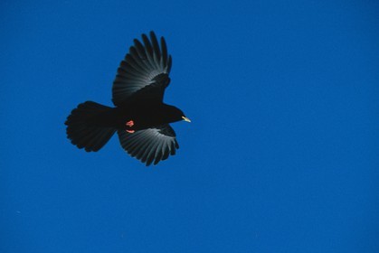 Chocard à bec jaune, Pyrrhocorax graculus