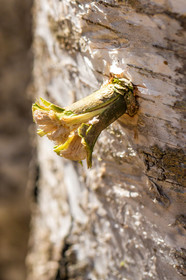 Récolte de sève de bouleau
