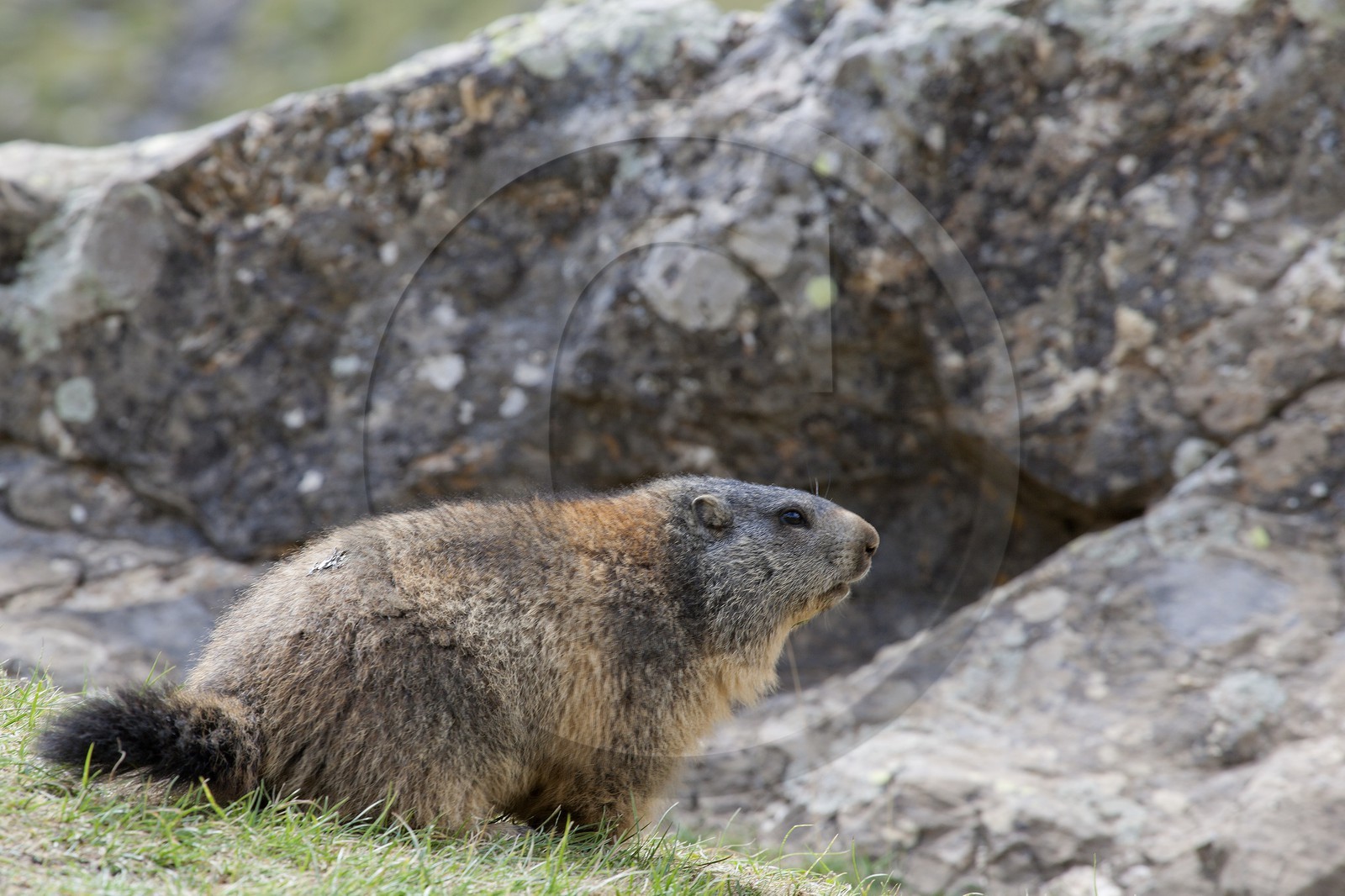 Marmotte des Alpes ( Marmota marmota )