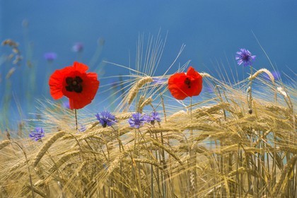 Coquelicot, Papaver rhoeas